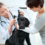 Dupont Veterinary Clinic