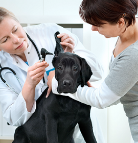 Dupont Veterinary Clinic